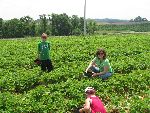 Our most recent strawberry picture